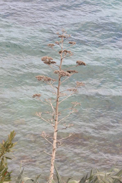 Восхождение Скалам Купание Кристаллических Водах Пляжа Афродиты Кипре — стоковое фото