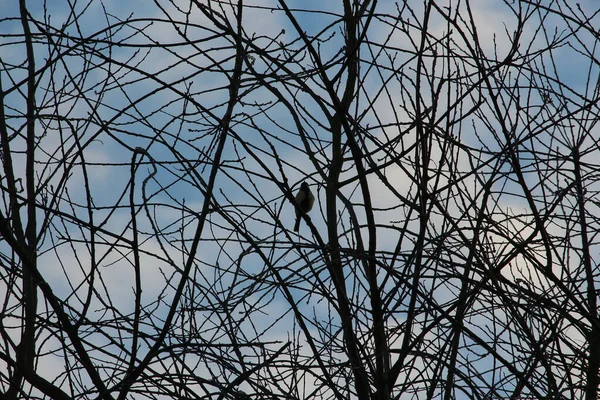 Brids Playing Freezing Winter Temperatures — Stok fotoğraf