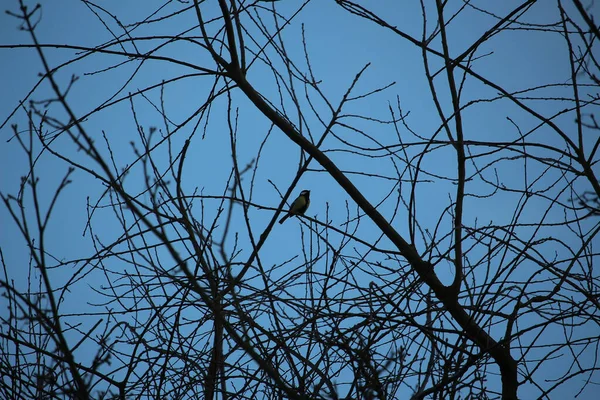 Brids Playing Freezing Winter Temperatures — Stock Photo, Image