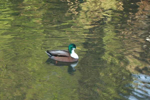 Brudar Som Leker Kalla Vintertemperaturerna — Stockfoto