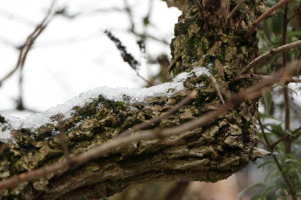 Congelamento Paisagens Enlameadas Inverno Inglaterra — Fotografia de Stock