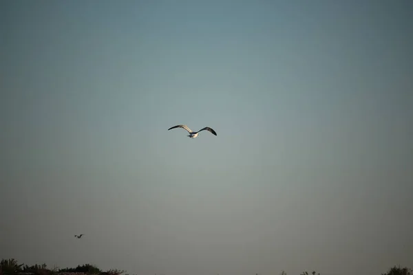 Brids Playing Freezing Winter Temperatures — Fotografia de Stock