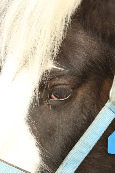 Hästar Leriga Fälten Vintern — Stockfoto