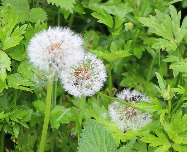 Springtime Walk See Flora Fauna River Lea Flowing Meads Nature — Stock Fotó