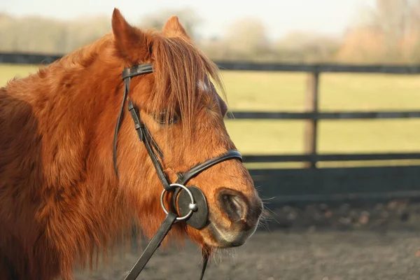 Horses in the muddy fields at winter