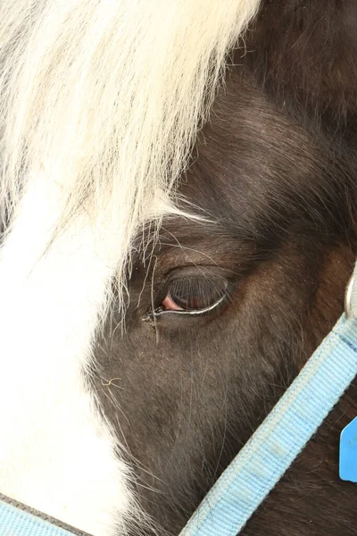 Horses in the muddy fields at winter