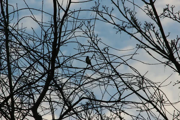 Brids Playing Freezing Winter Temperatures — Stok fotoğraf