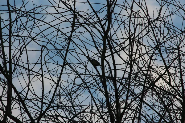 Brids Playing Freezing Winter Temperatures — Stok fotoğraf