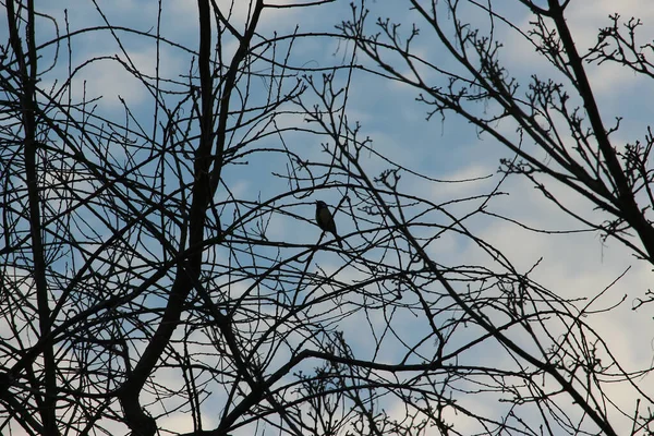 Brids Playing Freezing Winter Temperatures — Fotografia de Stock