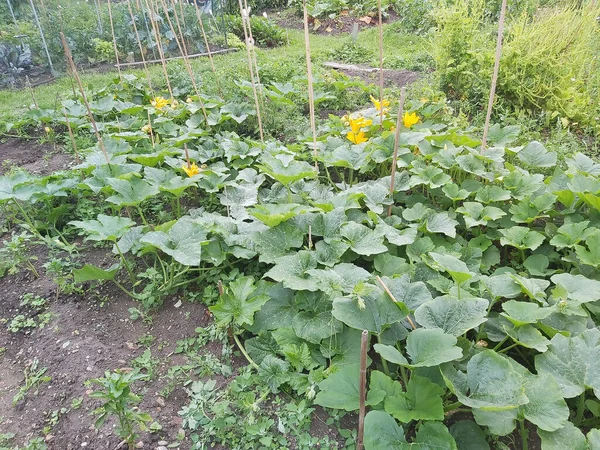 Yazın bahçedeki parlak yeşillik