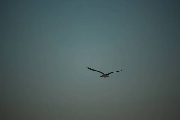 Noivas Jogando Nas Temperaturas Geladas Inverno — Fotografia de Stock