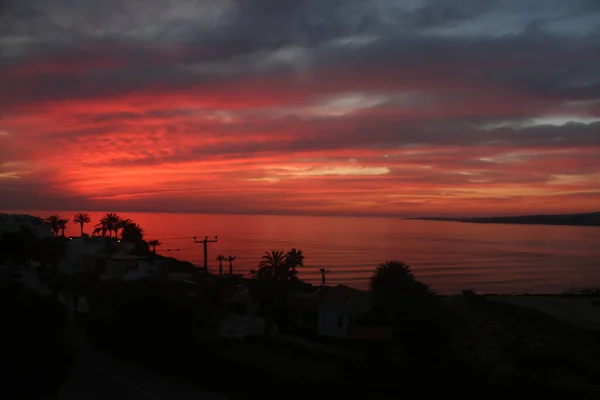 Palm Trees Beaches Seas South Cyprus Coast Sunset Red Orange — 스톡 사진