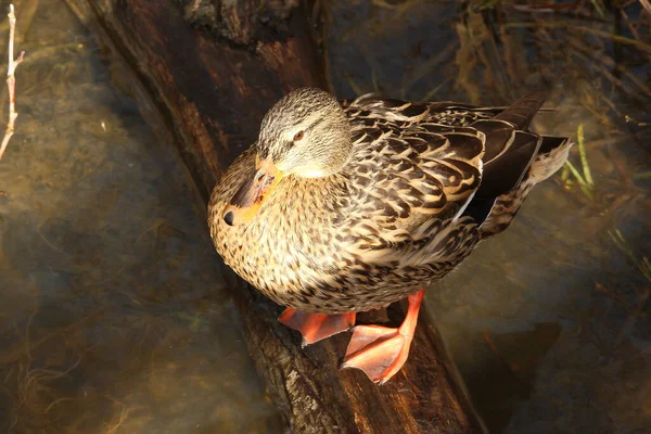 Brids Playing Freezing Winter Temperatures — Fotografia de Stock