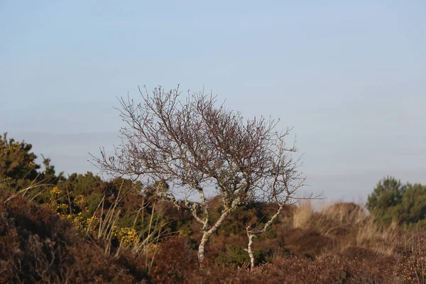 Bournemouth Wight Adası Manzaralı Studland Körfezi Kışın Ortasında Sahilden Keşfetmek — Stok fotoğraf