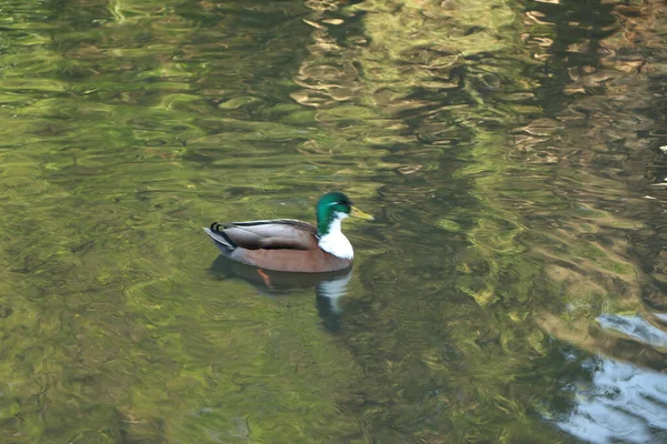 寒い冬の気温で遊んでいる橋 — ストック写真