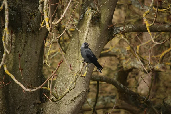 Brids Playing Freezing Winter Temperatures — Photo