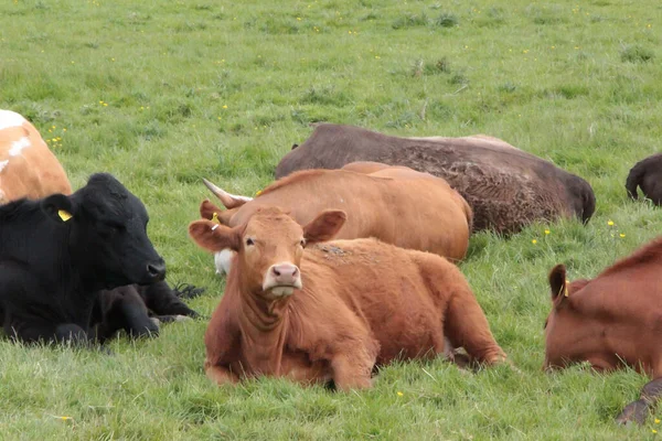 Livestock Relaxing Muddy Fields Spring Sunshine Royalty Free Stock Photos