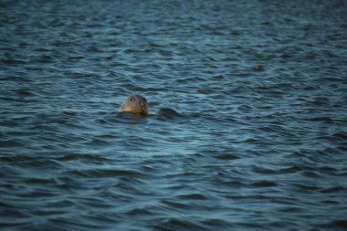 Yüzen ve güneşin altında güneşlenen foklar ve Blakeney, Norfolk, İngiltere etrafındaki plajlar..