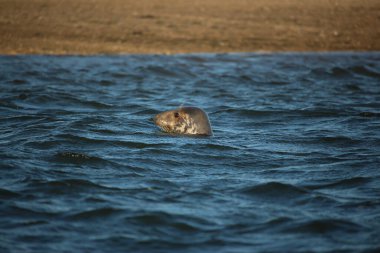 Yüzen ve güneşin altında güneşlenen foklar ve Blakeney, Norfolk, İngiltere etrafındaki plajlar..