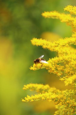 Kuzey Devon 'da yaz güneşinin altında Exmoor' un kırsal kesimlerinde gezinen böcekler.
