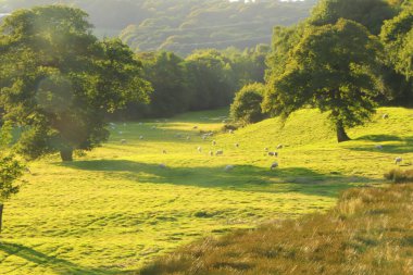 Kuzey Devon 'da yaz güneşinin altında güneşlenerek