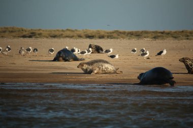 Yüzen ve güneşin altında güneşlenen foklar ve Blakeney, Norfolk, İngiltere etrafındaki plajlar..