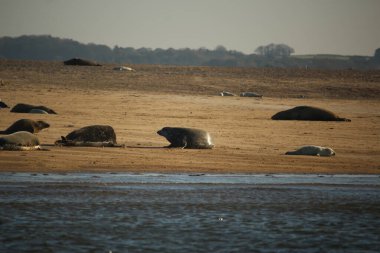 Yüzen ve güneşin altında güneşlenen foklar ve Blakeney, Norfolk, İngiltere etrafındaki plajlar..
