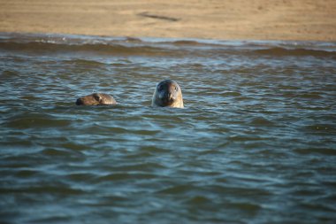 Yüzen ve güneşin altında güneşlenen foklar ve Blakeney, Norfolk, İngiltere etrafındaki plajlar..