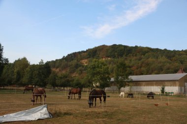 Güney Almanya 'da Frankfurt' un dışındaki Tauber Vadisi civarındaki kırsal bölgede. 