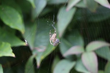 Baharın sonlarında bahçede doğa ilginç desenler, şekiller ve hareketler yaratır.