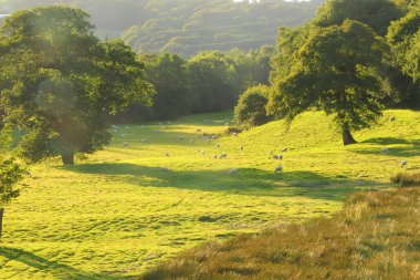 Kuzey Devon 'da yaz güneşinin altında güneşlenerek