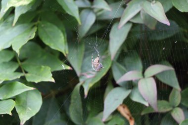 Baharın sonlarında bahçede doğa ilginç desenler, şekiller ve hareketler yaratır.