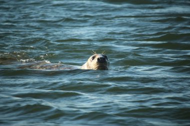 Yüzen ve güneşin altında güneşlenen foklar ve Blakeney, Norfolk, İngiltere etrafındaki plajlar..