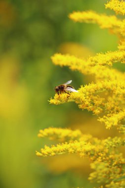 Kuzey Devon 'da yaz güneşinin altında Exmoor' un kırsal kesimlerinde gezinen böcekler.