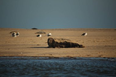 Yüzen ve güneşin altında güneşlenen foklar ve Blakeney, Norfolk, İngiltere etrafındaki plajlar..