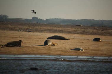Yüzen ve güneşin altında güneşlenen foklar ve Blakeney, Norfolk, İngiltere etrafındaki plajlar..