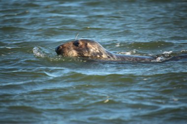 Yüzen ve güneşin altında güneşlenen foklar ve Blakeney, Norfolk, İngiltere etrafındaki plajlar..