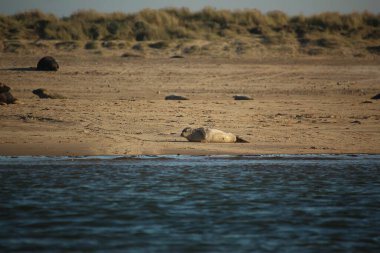 Yüzen ve güneşin altında güneşlenen foklar ve Blakeney, Norfolk, İngiltere etrafındaki plajlar..