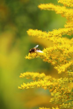 Kuzey Devon 'da yaz güneşinin altında Exmoor' un kırsal kesimlerinde gezinen böcekler.