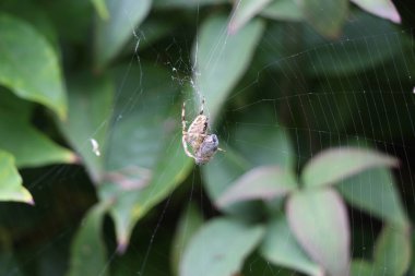 Baharın sonlarında bahçede doğa ilginç desenler, şekiller ve hareketler yaratır.