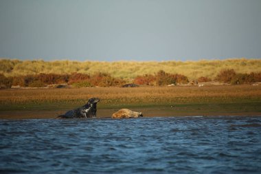 Yüzen ve güneşin altında güneşlenen foklar ve Blakeney, Norfolk, İngiltere etrafındaki plajlar..