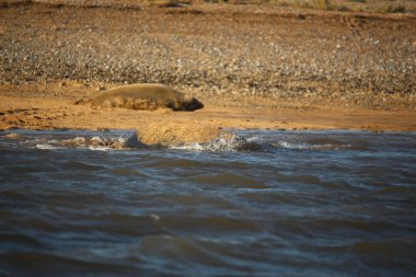 Yüzen ve güneşin altında güneşlenen foklar ve Blakeney, Norfolk, İngiltere etrafındaki plajlar..
