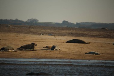 Yüzen ve güneşin altında güneşlenen foklar ve Blakeney, Norfolk, İngiltere etrafındaki plajlar..