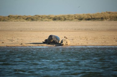 Yüzen ve güneşin altında güneşlenen foklar ve Blakeney, Norfolk, İngiltere etrafındaki plajlar..