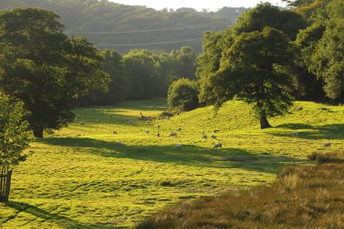Kuzey Devon 'da yaz güneşinin altında güneşlenerek