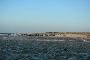 Yüzen ve güneşin altında güneşlenen foklar ve Blakeney, Norfolk, İngiltere etrafındaki plajlar..