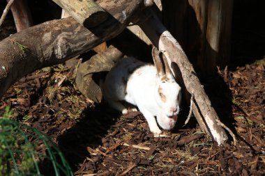 Ware, Hertfordshire, İngiltere 'nin hemen dışındaki Amwell' de bir bahçe merkezinde küçük tüylü memeliler..