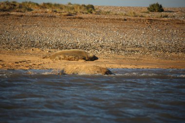 Yüzen ve güneşin altında güneşlenen foklar ve Blakeney, Norfolk, İngiltere etrafındaki plajlar..