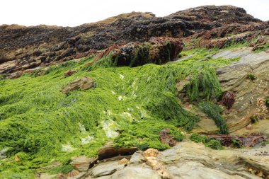 Güney Cornwall sahil şeridinde yaz güneşinin altında güneşlenerek