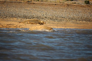 Yüzen ve güneşin altında güneşlenen foklar ve Blakeney, Norfolk, İngiltere etrafındaki plajlar..